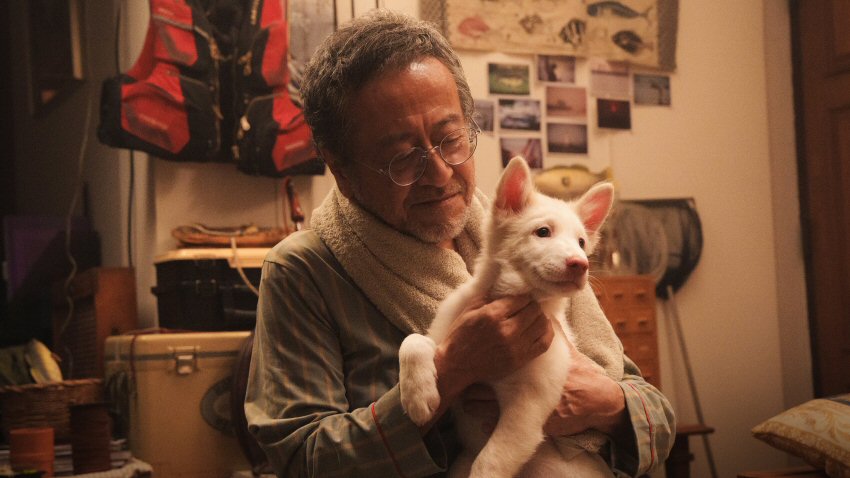 流浪犬小飯