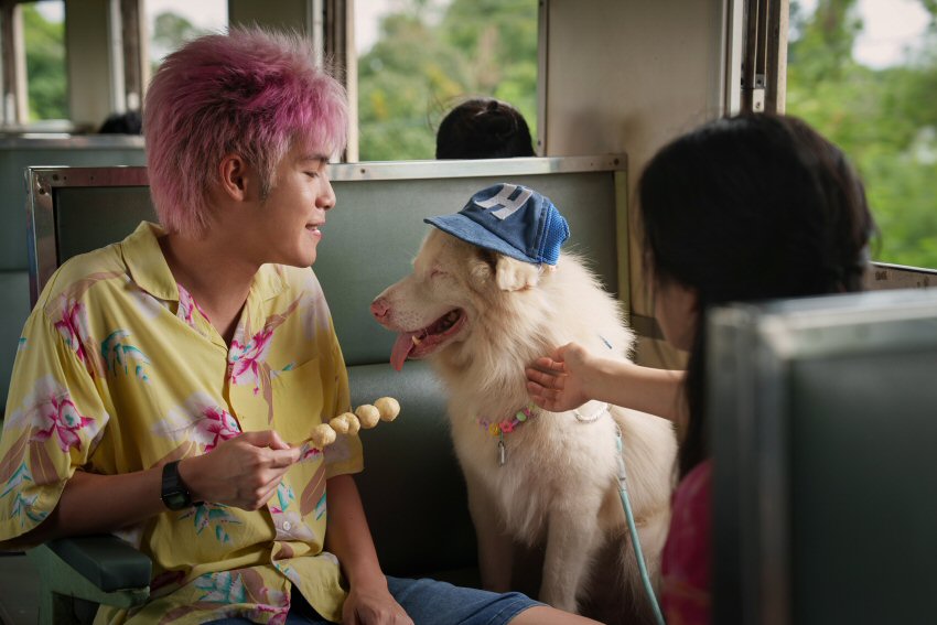 流浪犬小飯